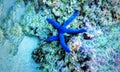 Blue Sea Star - Linckia laevigata