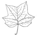 Genus Liriodendron, L. Tulip Tree vintage illustration Royalty Free Stock Photo