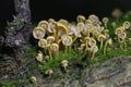 Xeromphalina campanella.The common names of the species include the golden trumpet and the bell Omphalina.