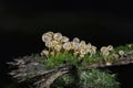 Xeromphalina campanella.The common names of the species include the golden trumpet and the bell Omphalina.