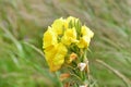 The genus Oenothera family Onagraceae in the bay of Akhlestyshev on the island of Russian. Russia, Vladivostok Royalty Free Stock Photo