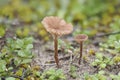 The genus Omphalina has no edible mushrooms