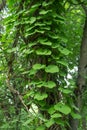 Genus of perennial grasses and ligneous vines of the family Kirkazonovye