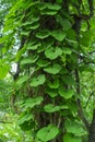 Genus of perennial grasses and ligneous vines of the family Kirkazonovye, or Aristolochiaceae.