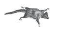 The genus Petaurus contains flying phalangers or wrist-winged gliders. wild mouse. australian. hand drawn engraved illustration of