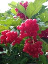 Green leaves and red clusters of viburnum under the bright autumn sun