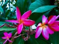 Plumeria: a flower that does not burn on fire