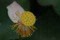 Jiangxi Guangchang white lotus-lotus flower