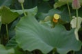 Jiangxi Guangchang white lotus-lotus flower