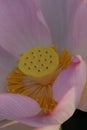 Jiangxi Guangchang white lotus-lotus flower