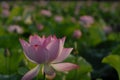 Jiangxi Guangchang white lotus-lotus flower