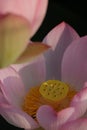 Jiangxi Guangchang white lotus-lotus flower