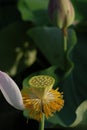 Jiangxi Guangchang white lotus-lotus flower