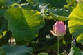 Jiangxi Guangchang white lotus-lotus flower