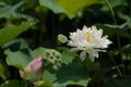 Jiangxi Guangchang white lotus-lotus flower