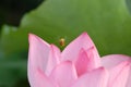 Honeybee-Jiangxi Guangchang white lotus-lotus flower