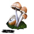 Genus Psathyrella mushroom, fungus closeup digital art illustration. Boletus has drab colored cap and thin white stem. Mushrooming