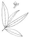 Genus Quercus, L. Oak vintage illustration