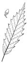 Genus Quercus, L. Oak vintage illustration