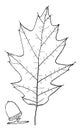 Genus Quercus, L. Oak vintage illustration