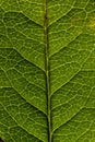 Green leaf Royalty Free Stock Photo