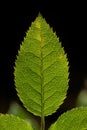 Green leaf Royalty Free Stock Photo