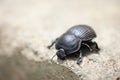 Scarabaeus, dung beetle species in Kruger National Park, South Africa Royalty Free Stock Photo