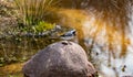 Genus of songbirds. A white wagtail on a rock in a shallow river in early spring in Germany. The motacilla alba is a small