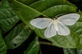 Genusa simplex moth