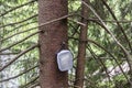 Geocache container hanging on spruce tree Royalty Free Stock Photo