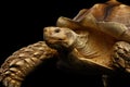 Geochelone sulcata. African turtle Spurs Royalty Free Stock Photo
