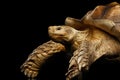 Geochelone sulcata. African turtle Spurs Royalty Free Stock Photo