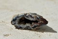 Geode agate stone Royalty Free Stock Photo