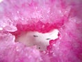 Geode pink quartz macro photo Royalty Free Stock Photo