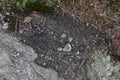 Geodetic survey marker pin in dirt and rock matrix, iron surveyor spike, land surveying background