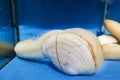 Geoduck in restaurant aquarium, expensive and popular shellfish seafood among ethnic Chinese Royalty Free Stock Photo