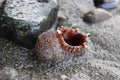 Geoduck Spout in Sand. Royalty Free Stock Photo