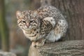 Geoffroy cat