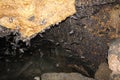 Cave rich with Geoffroy rousettus bat Royalty Free Stock Photo