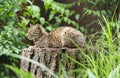 Geoffroy`s cat