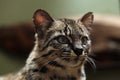 Geoffroy's cat (Leopardus geoffroyi). Royalty Free Stock Photo