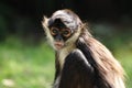 Geoffroy's Spider Monkey (Ateles geoffroyi) Royalty Free Stock Photo