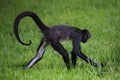 Geoffroy's spider monkey (Ateles geoffroyi)