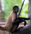 Geoffroy`s spider monkey Ateles geoffroyi, AKA the black-handed spider monkey. Royalty Free Stock Photo