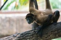 Geoffroy`s spider monkey Ateles geoffroyi, AKA the black-handed spider monkey. Royalty Free Stock Photo