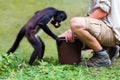 Geoffroy`s spider monkey Ateles geoffroyi, also known as the b