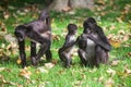 Geoffroy's Spider Monkey. Ateles geoffroyi