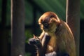 Geoffroy's Spider Monkey (Ateles geoffroyi) Royalty Free Stock Photo