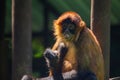 Geoffroy's Spider Monkey (Ateles geoffroyi) Royalty Free Stock Photo