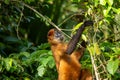 Geoffroy's Spider Monkey (Ateles geoffroyi) Royalty Free Stock Photo